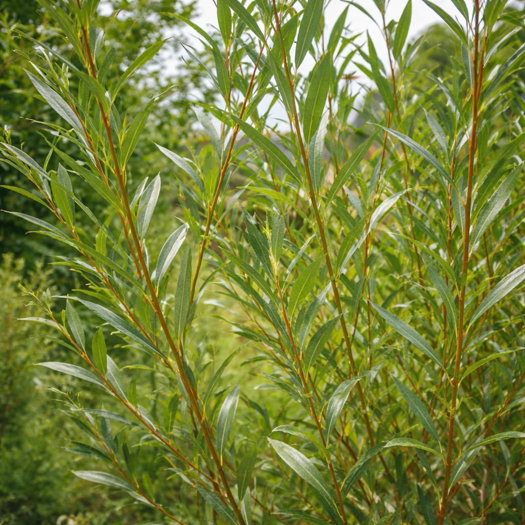 Salix viminalis