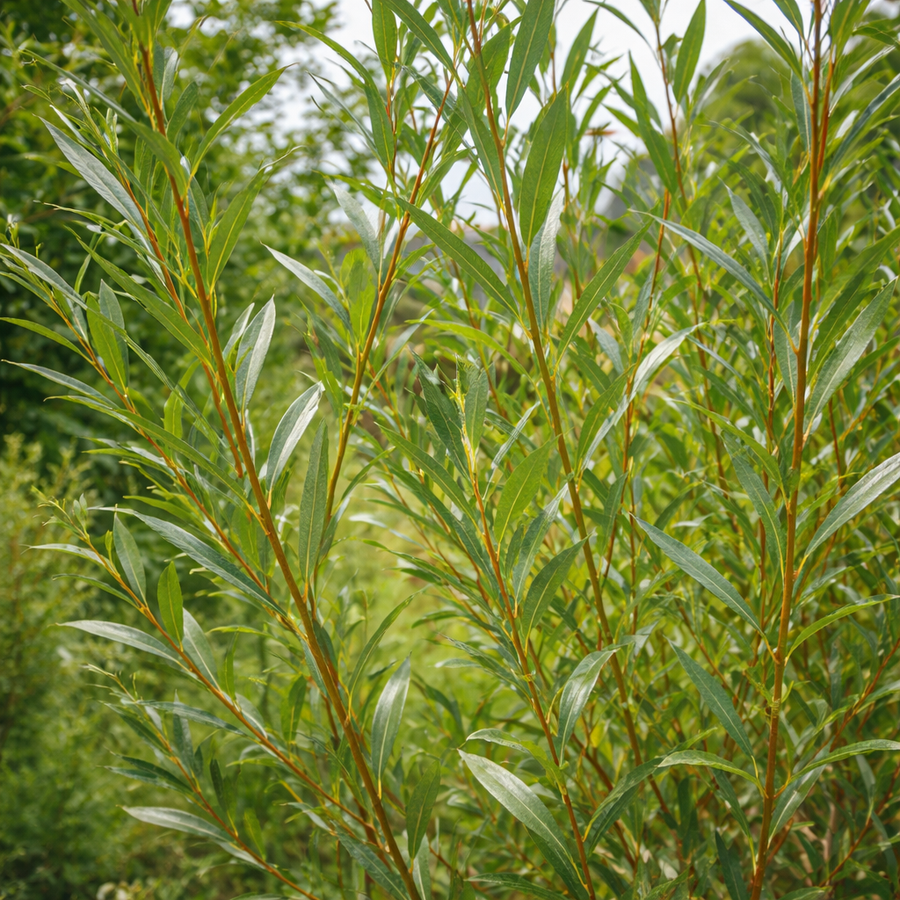 Salix viminalis