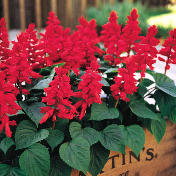 Salvia rouge