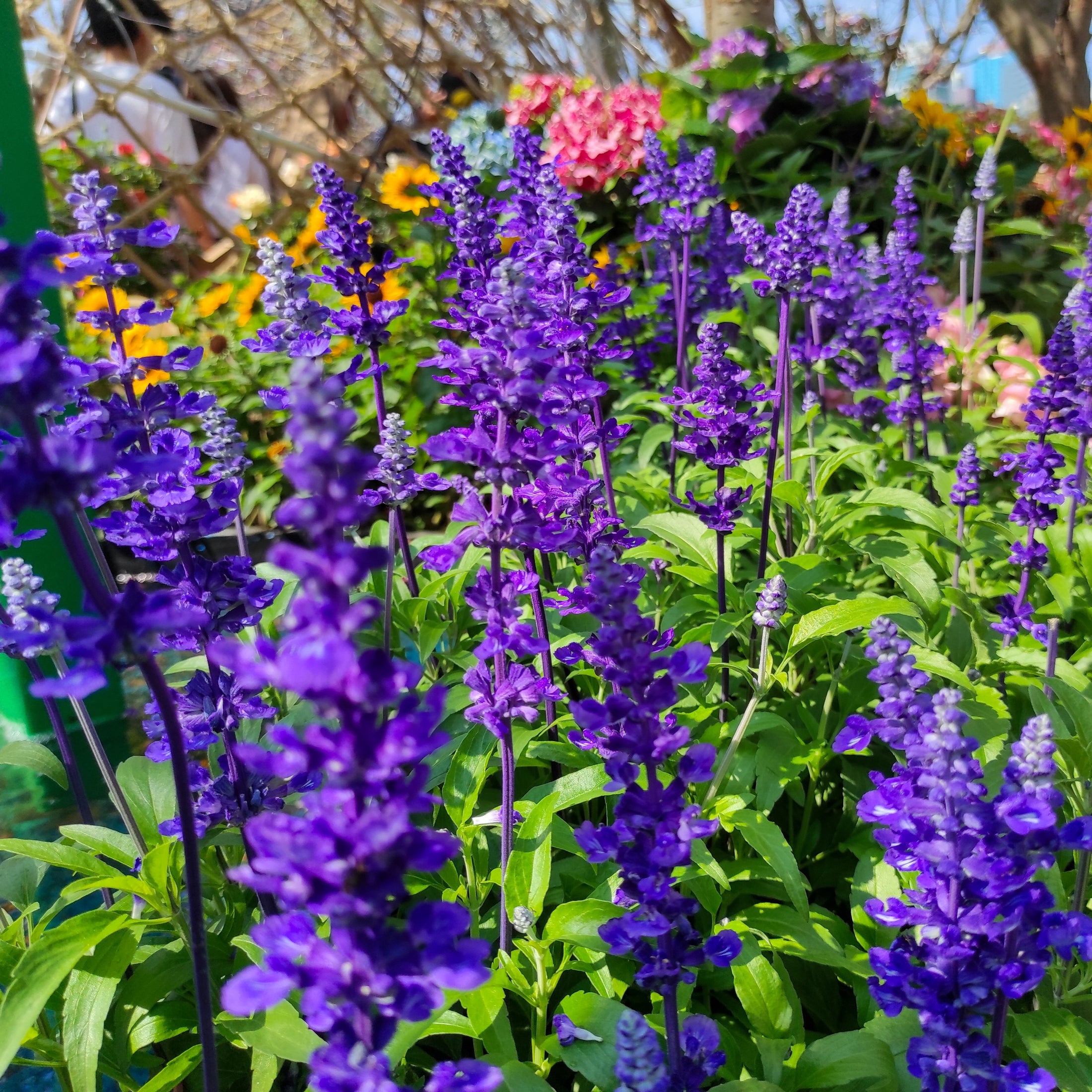 Photo de Sauge farineuse Fairy Queen. Les fleurs étroites sont réparties le long des tiges et donnent un effet vertical net, facile à reconnaître dans une bordure, un contenant ou un jardin destiné aux pollinisateurs. La couleur caractéristique est : bicolore bleu & blanc. Le visuel permet d’observer les contours, les teintes et la disposition des éléments présentés.