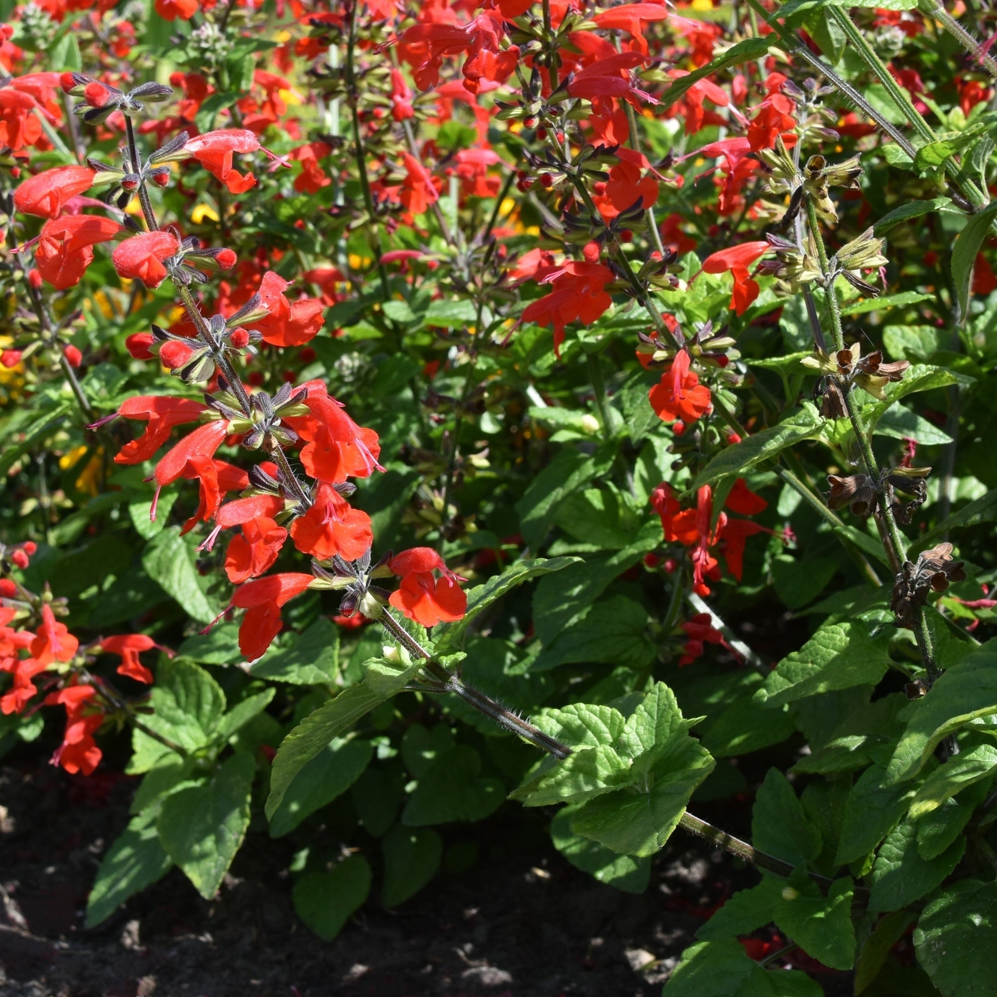 Photo de Sauge écarlate Summer Jewel™ Red. Les fleurs étroites sont réparties le long des tiges et donnent un effet vertical net, facile à reconnaître dans une bordure, un contenant ou un jardin destiné aux colibris. La couleur caractéristique est : rouge. Le visuel permet d’observer les contours, les teintes et la disposition des éléments présentés.