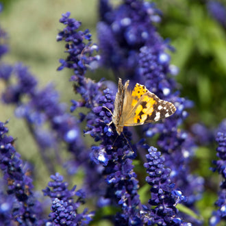Victoria™ Blue mealycup sage forming a compact, branched 45-to-60-cm plant with upright spikes of violet-blue tubular flowers above green foliage. Narrow flowers are distributed along the stems, creating a clear vertical effect that is easy to identify in a border, patio container, or pollinator garden. The image emphasizes the uniform habit and vivid violet-blue colour associated with this cultivar.