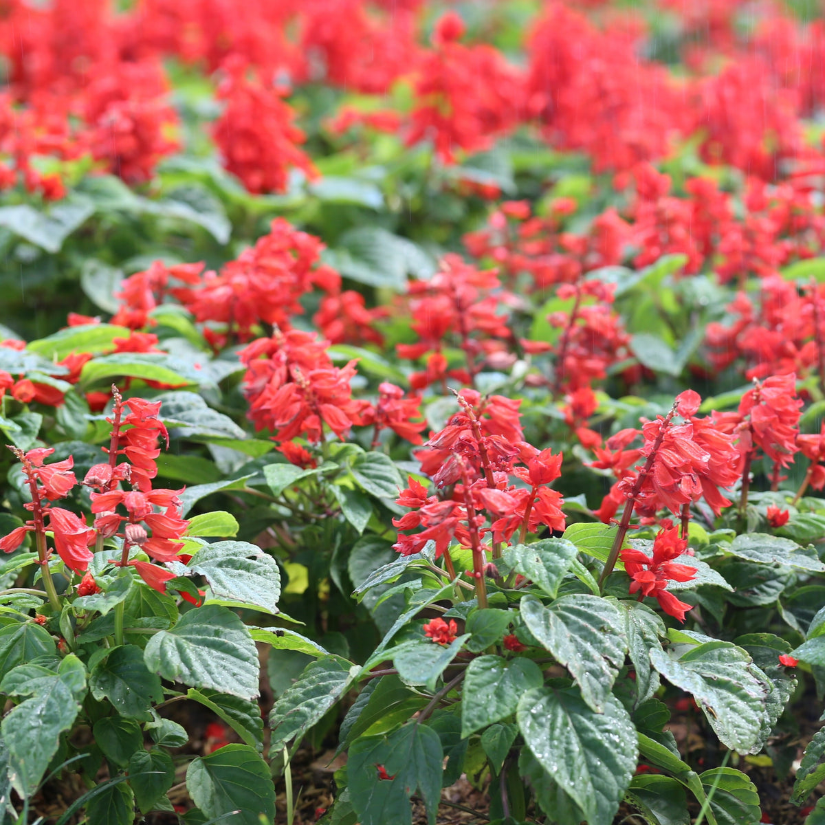 Photo de Sauge écarlate Vista™ Red. Les fleurs étroites sont réparties le long des tiges et donnent un effet vertical net, facile à reconnaître dans une bordure, un contenant ou un jardin destiné aux pollinisateurs. La couleur caractéristique est : rouge. Le visuel permet d'observer les contours, les teintes et la disposition des éléments présentés.