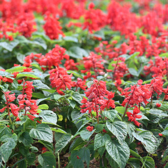 Vista™ Red scarlet sage forming a compact, branched 25-to-30-cm plant with upright spikes of bright-red tubular flowers above green foliage. Narrow flowers are distributed along the stems, creating a clear vertical effect that is easy to identify in a border, patio container, or pollinator garden. The image emphasizes the uniform habit and vivid bright-red colour associated with this cultivar.