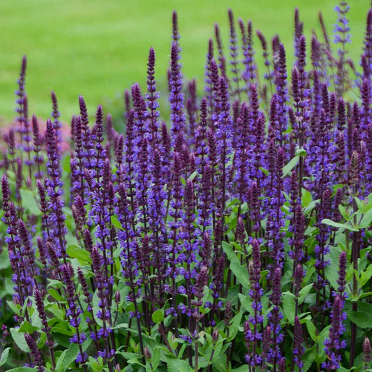 Salvia nemorosa 'Noble Knight'