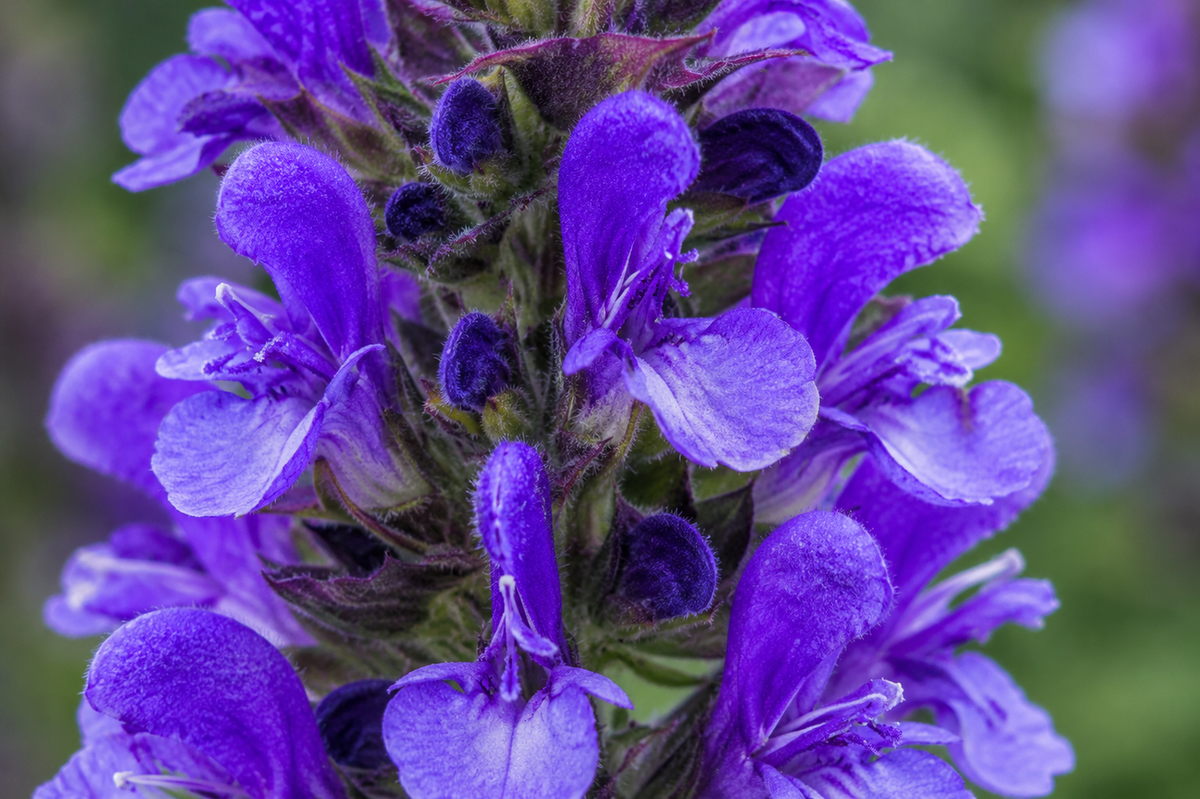 Salvia nemorosa 'Blue Marvel'