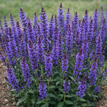 Salvia nemorosa 'Bumbleblue'