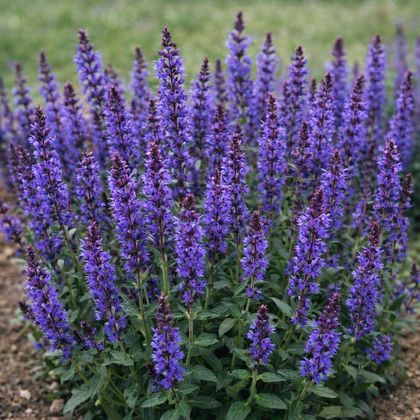 Salvia nemorosa 'Bumbleblue'
