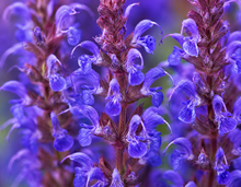 Salvia nemorosa 'Bumbleblue'