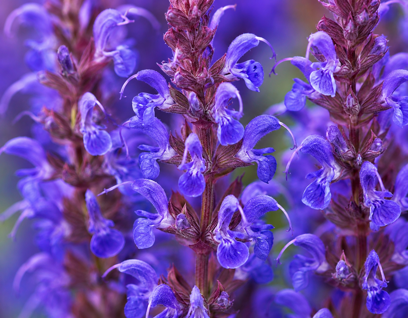 Salvia nemorosa 'Bumbleblue'