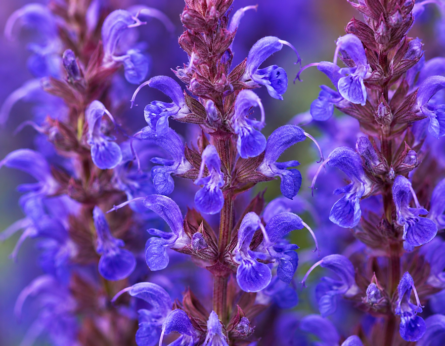 Salvia nemorosa 'Bumbleblue'
