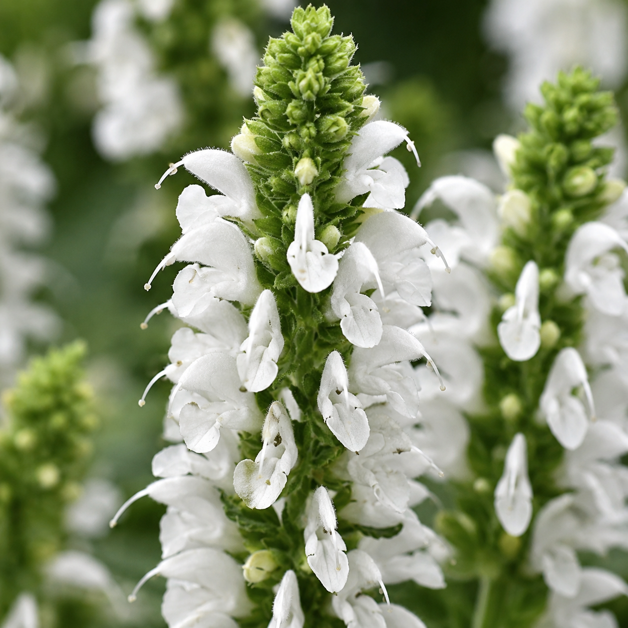 Salvia nemorosa 'Bumblesnow'