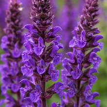 Salvia nemorosa 'Caradonna'