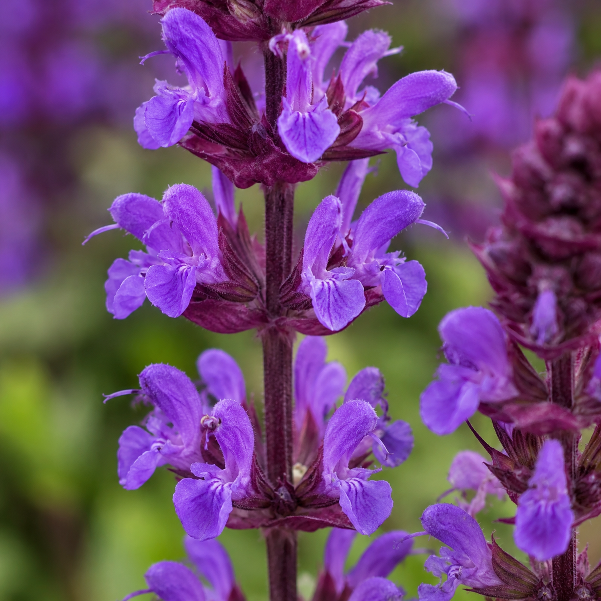 Sauge vivace ‘Caramia’ — Salvia nemorosa