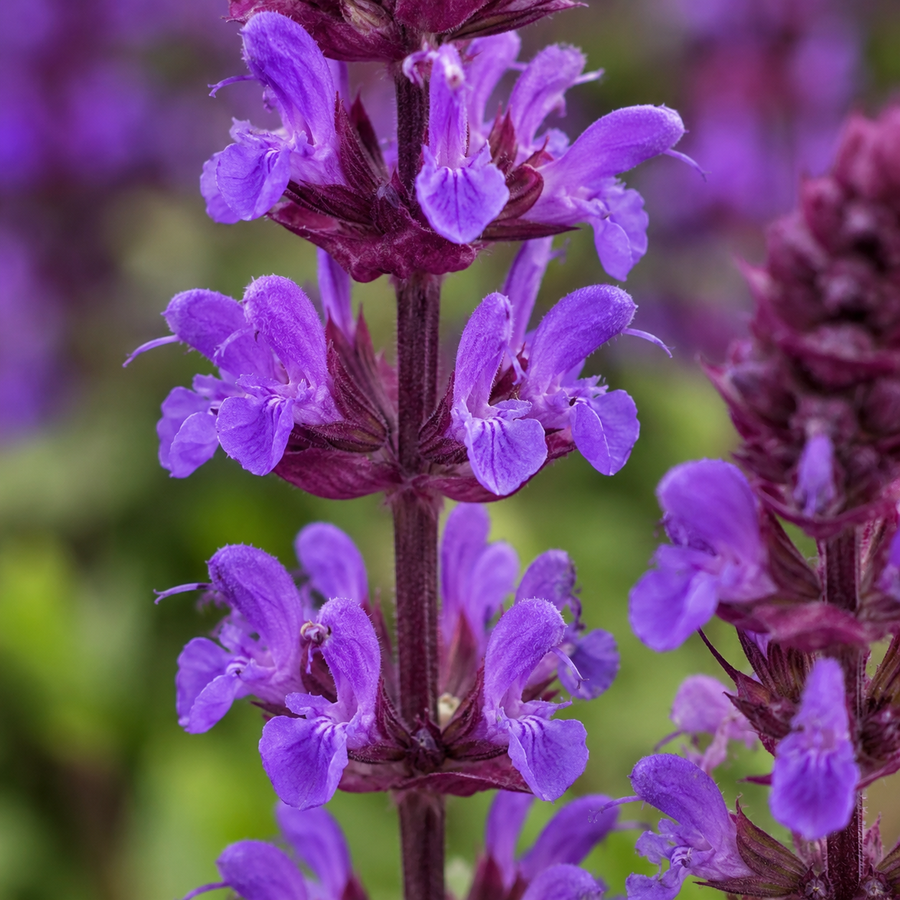 Salvia nemorosa 'Caramia'