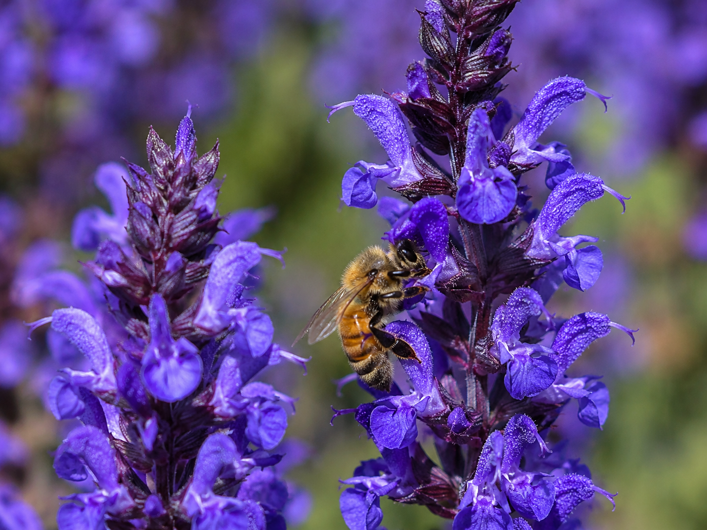 Salvia nemorosa 'Lyrical Blues'