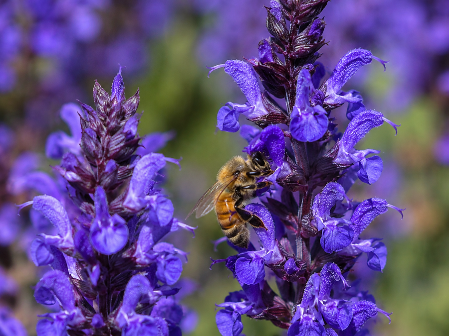 Salvia nemorosa 'Lyrical Blues'