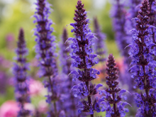 Salvia 'May Night' (spring roll)