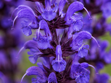 Salvia 'May Night' (spring roll)