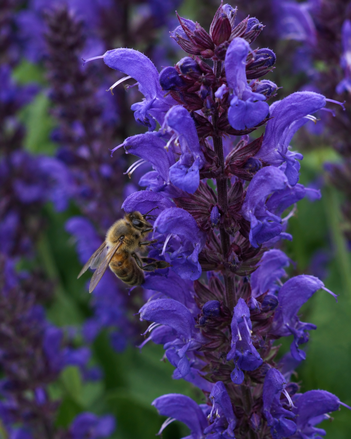 Salvia nemorosa 'Noble Knight'