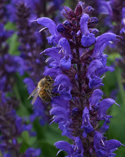 Salvia nemorosa 'Noble Knight'