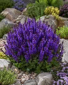 Salvia nemorosa 'Noble Knight'