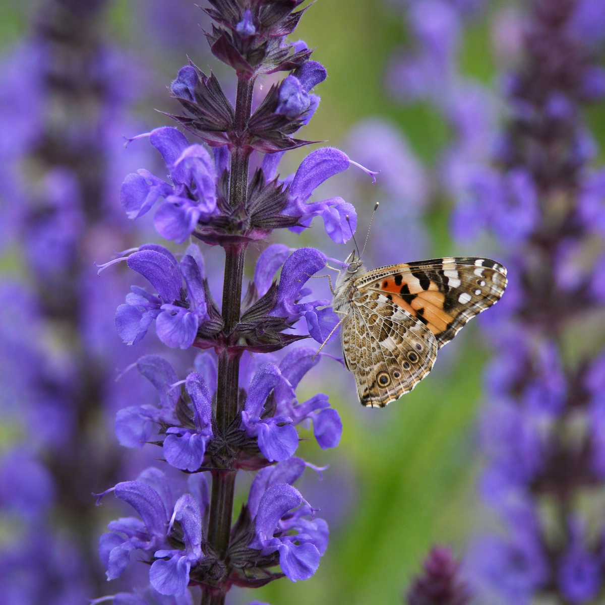 Salvia 'Sky Blue Marvel' (nem.)