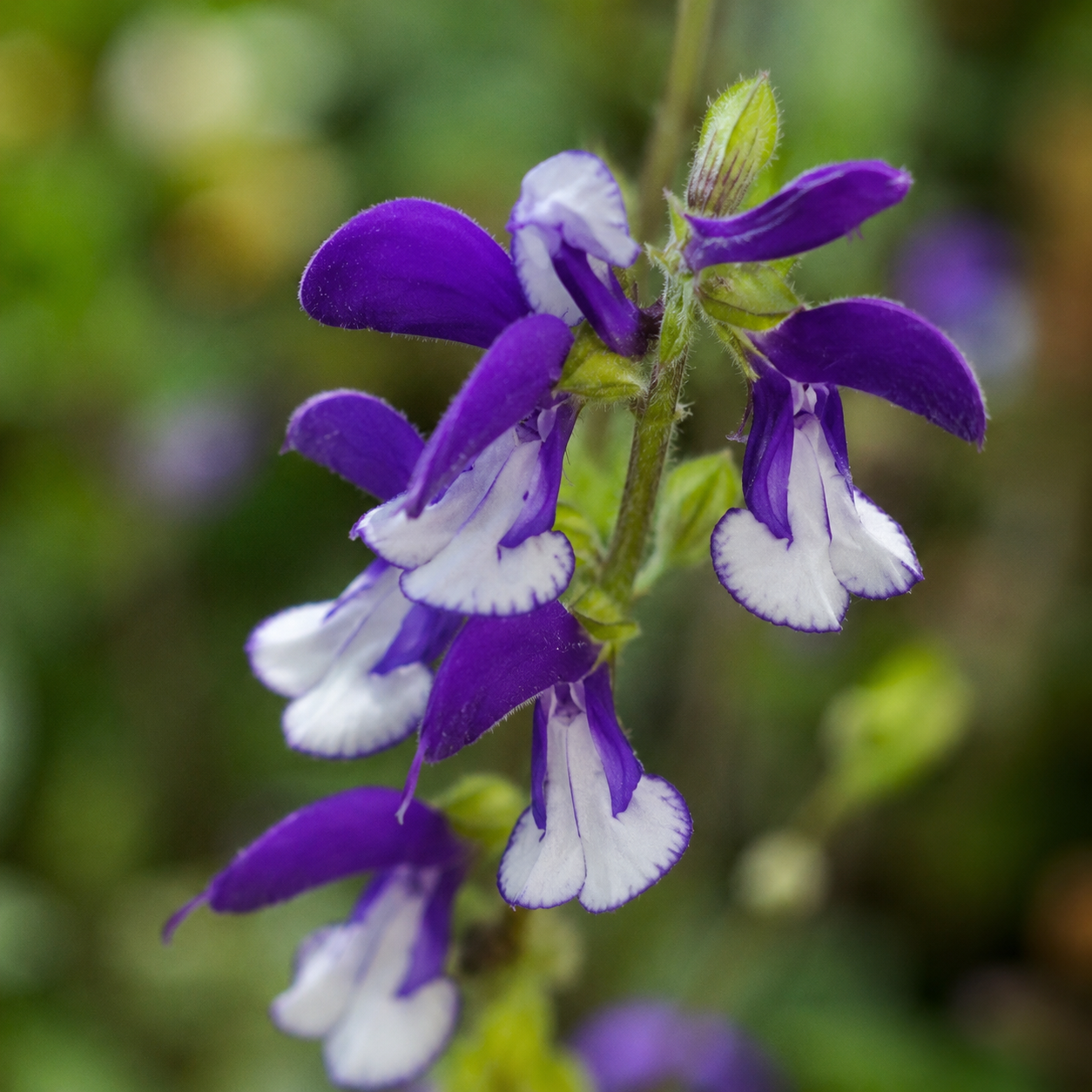 Salvia patens 'Madeline'