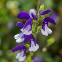 Salvia patens 'Madeline'