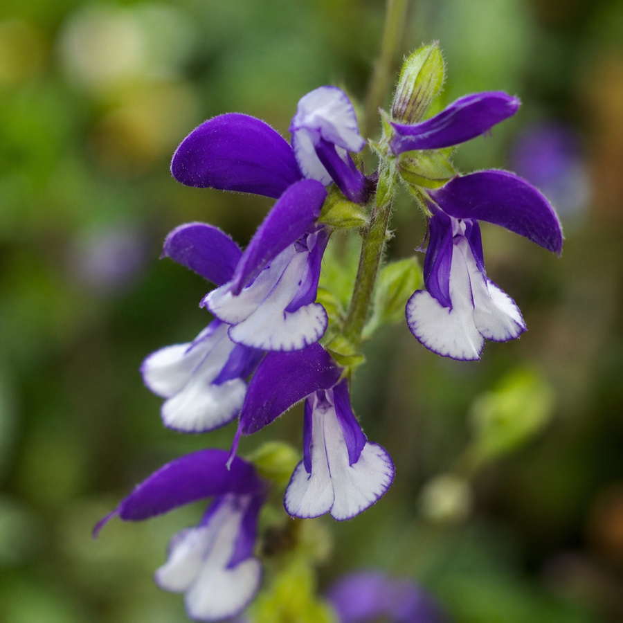 Salvia patens 'Madeline'