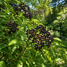 Sambucus canadensis 'Adams'