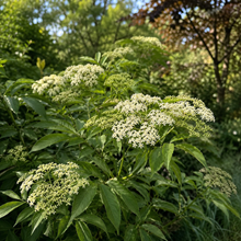 Sambucus canadensis 'Adams'