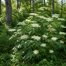 Sambucus canadensis 'Johns'