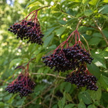 Sambucus canadensis 'Kent'