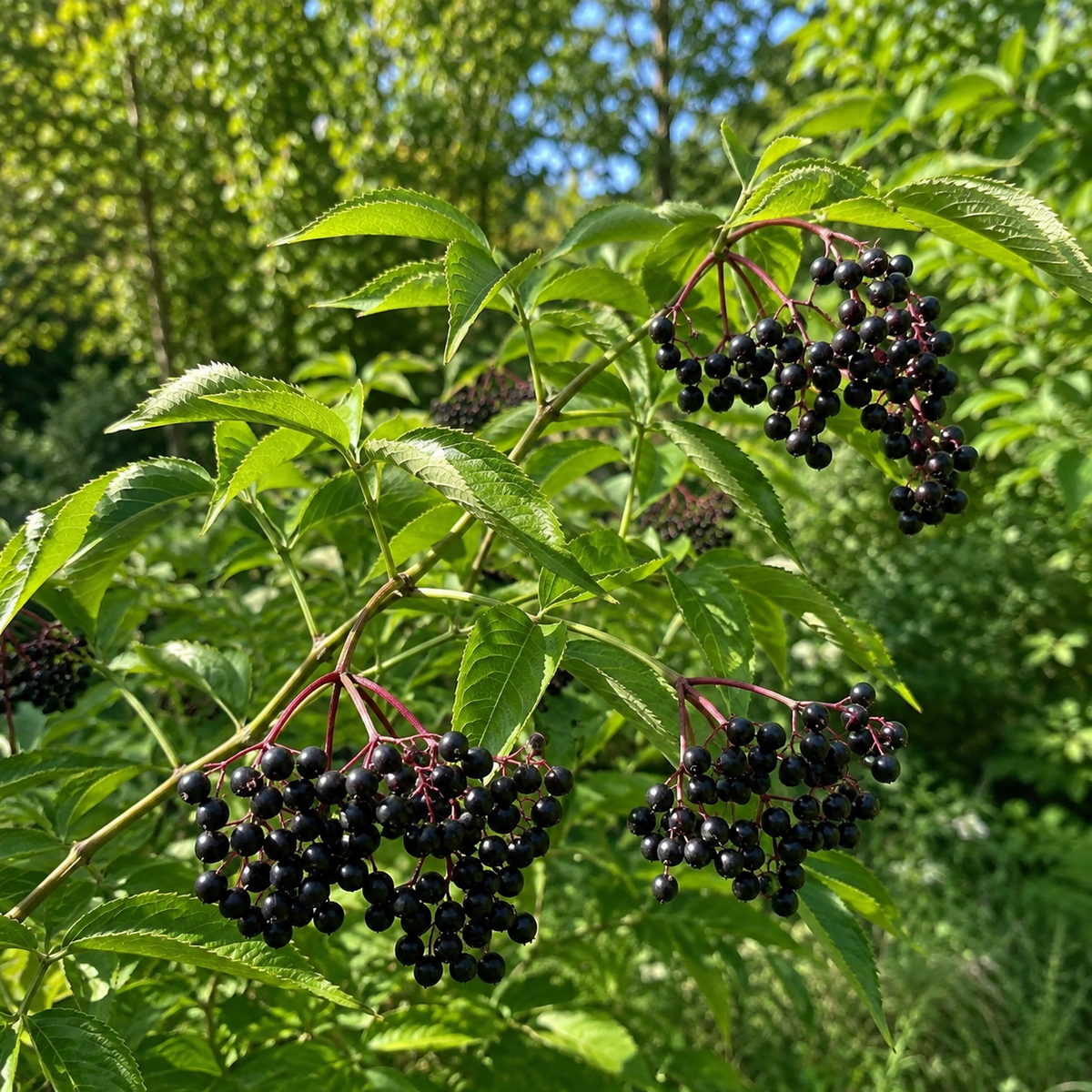 Sambucus canadensis 'Maxima'