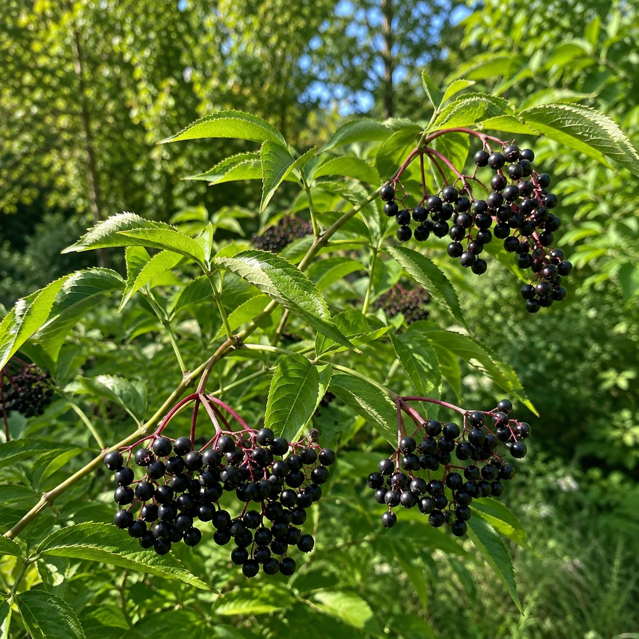 Sambucus canadensis 'Maxima'