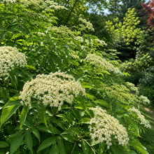 Sambucus canadensis 'Maxima'
