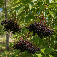 Sambucus canadensis 'York'