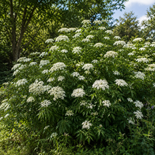 Sambucus canadensis 'York'