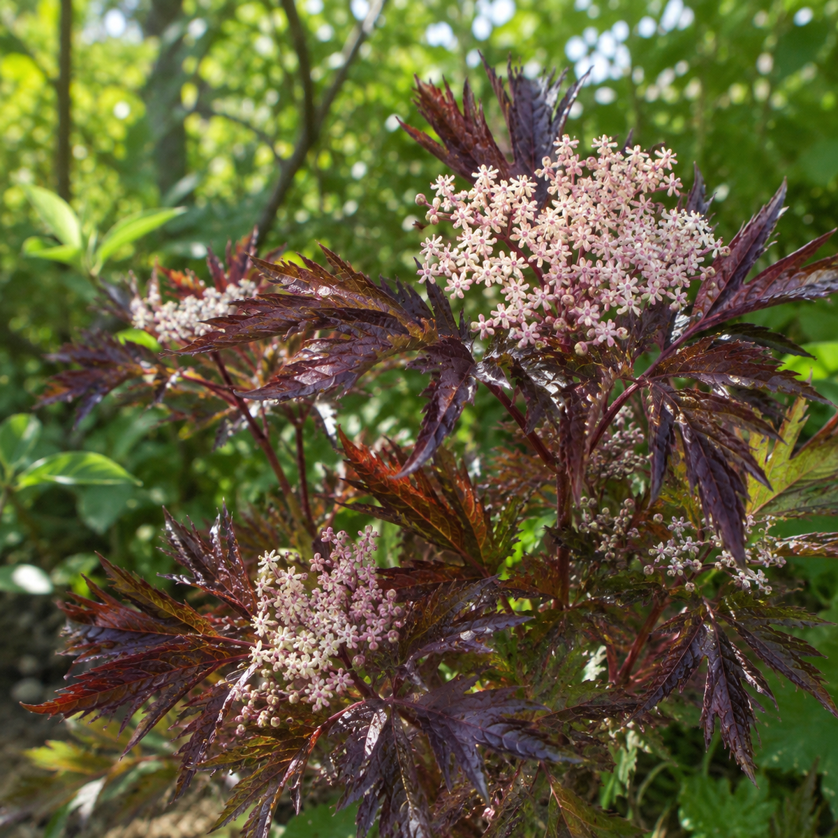 Sambucus nigra 'Serenade'