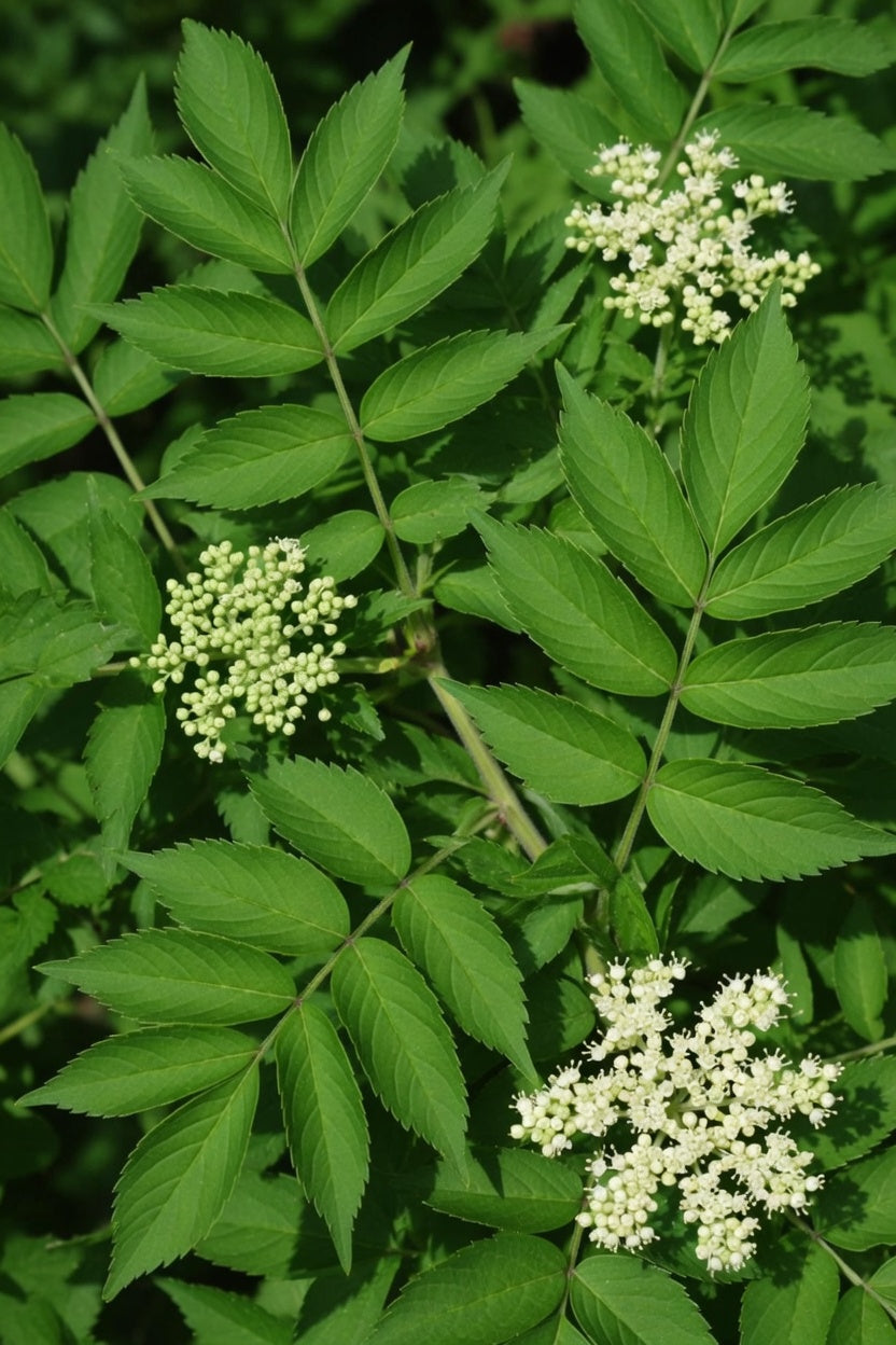 Sambucus canadensis