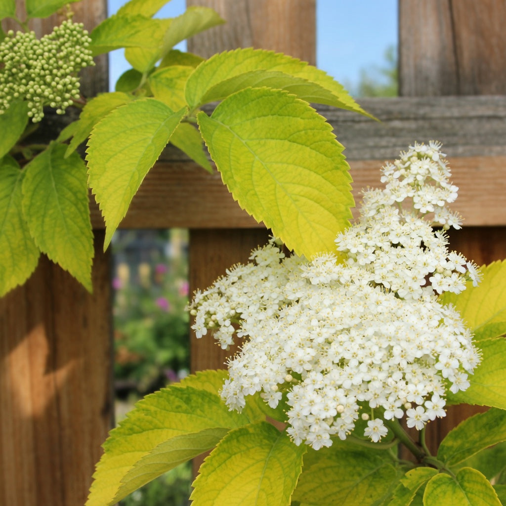 Sambucus canadensis 'Aurea'