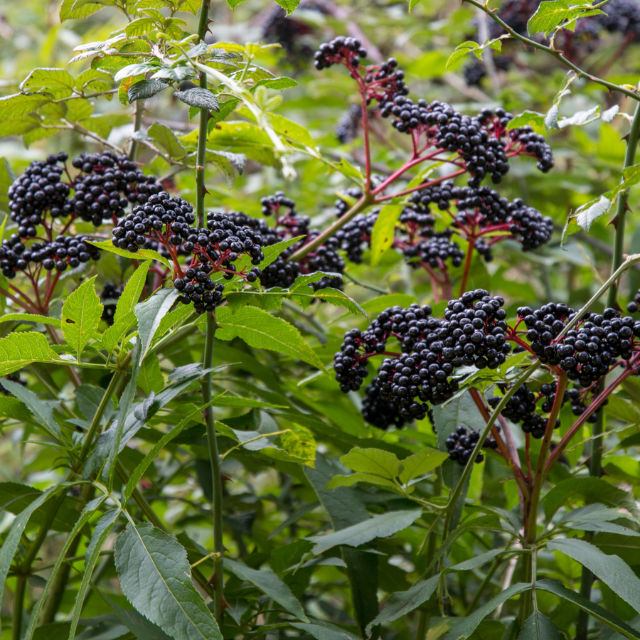 Sambucus canadensis 'Scotia'