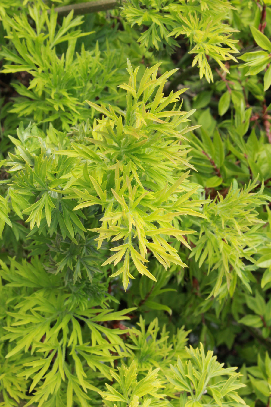 Sambucus nigra 'Golden Tower'