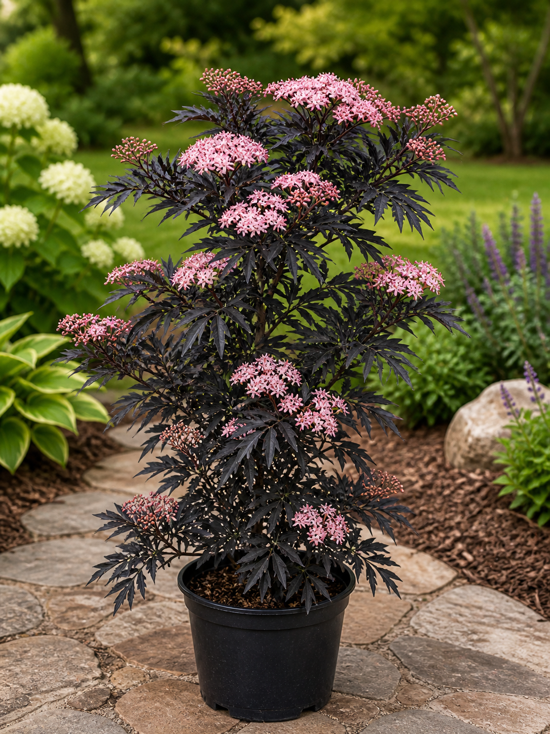 Sambucus nigra 'Laced Up'