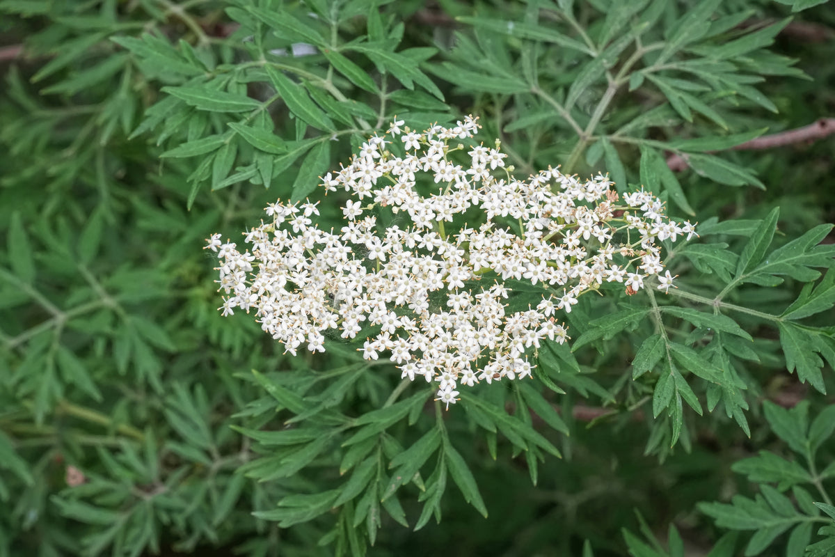 Sambucus nigra 'Laciniata'
