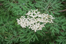 Sambucus nigra 'Laciniata'
