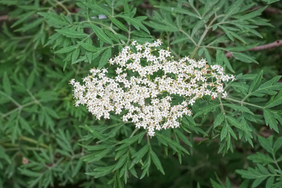 Sambucus nigra 'Laciniata'