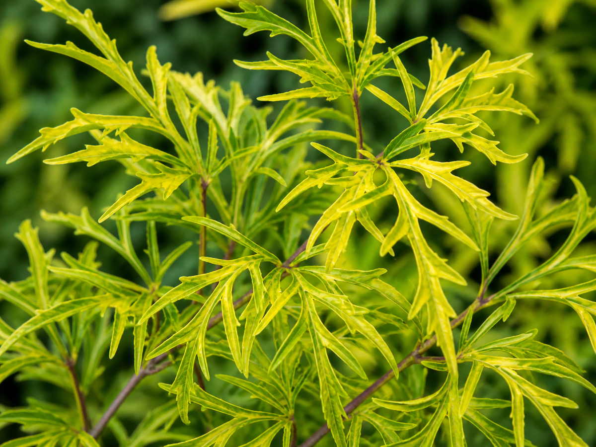 Sambucus racemosa 'Lemony Lace'