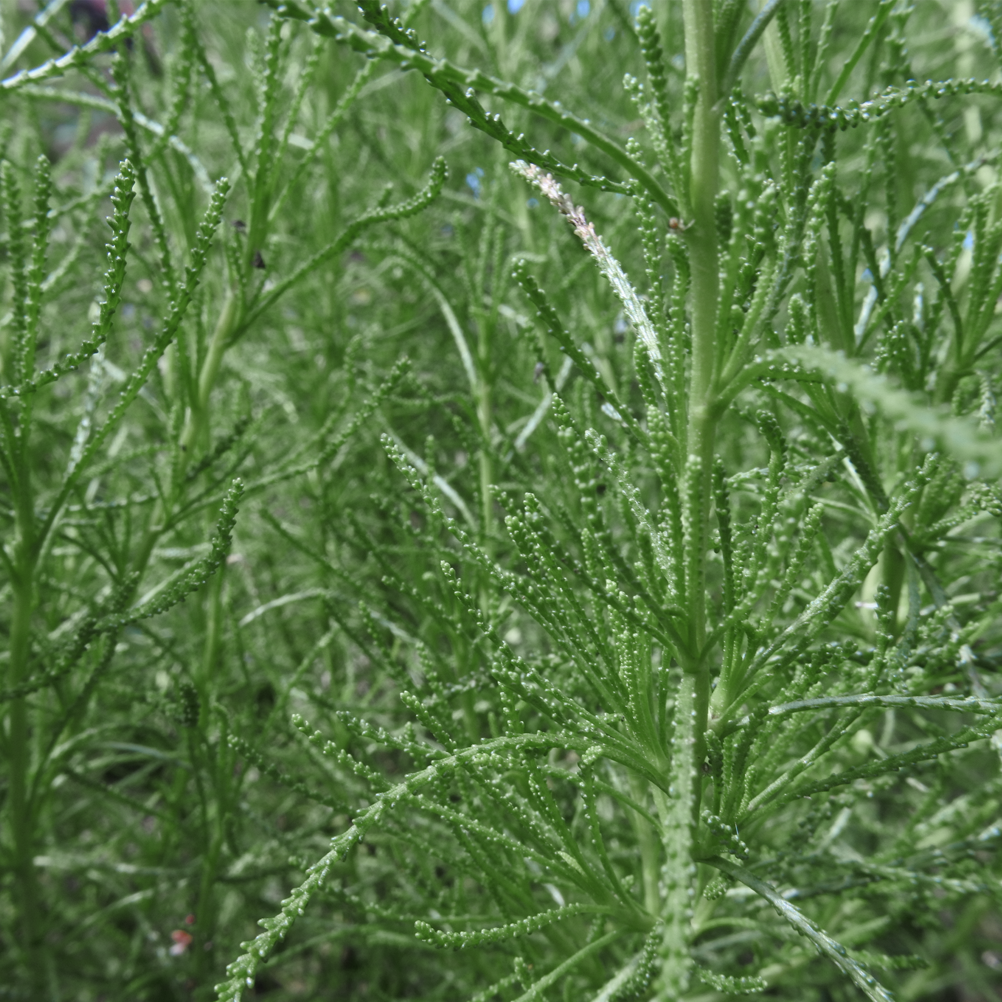 Green Santolina